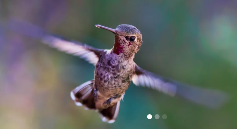 best wordpress animation plugins