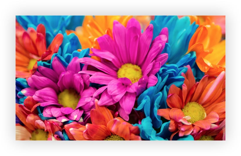 great website color schemes